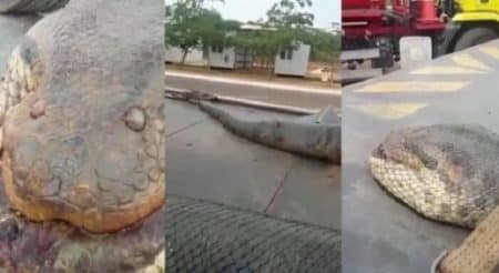 Vidéo: un homme filme un énorme serpent mort au Brésil anaconda, mort, Brésil