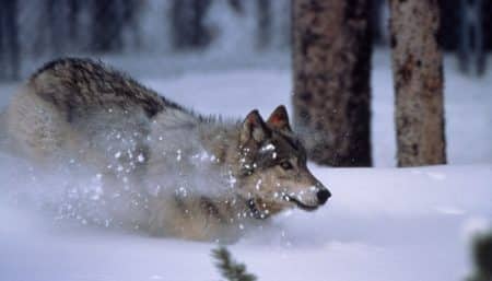 Tchernobyl, un paradis pour la faune sauvage biodiversité, nature, Tchernobyl