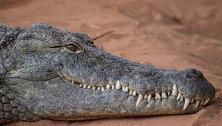 Les crocodiles peuvent littéralement dormir d’un seul oeil crocodiles, sommeil, dormir, oeil ouvert