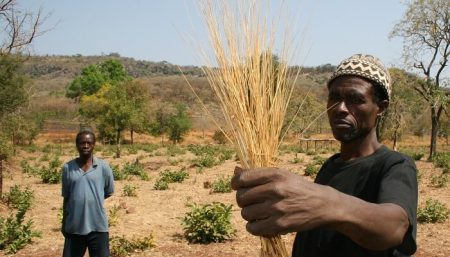 Découvrez les qualités gustatives et thérapeutiques du fonio, céréale ancestrale africaine fonio