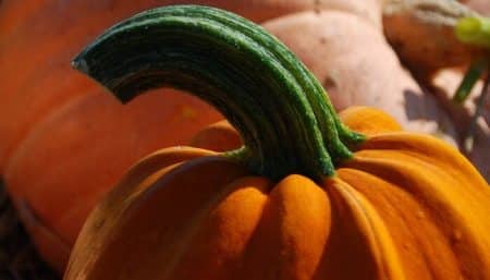 10 idées de recettes d’automne à base de potiron idées de recettes à base de potiron