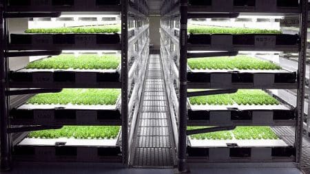 Une production de laitues entièrement automatisée au Japon Spread, laitues, agriculture automatisée, japon