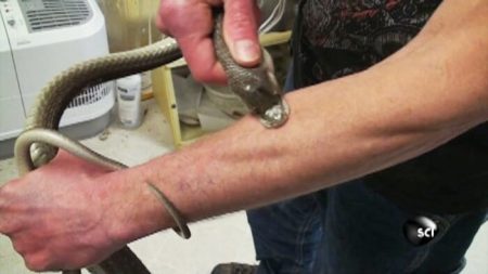 Vidéo : Un homme se fait volontairement mordre par un mamba noir Tim Friede, venin, mamba noir