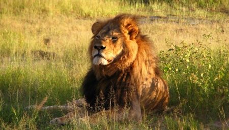L’assassin du lion Cecil ne sera pas poursuivi Walter Palmer, poursuites, meurtre, Cecil le Lion
