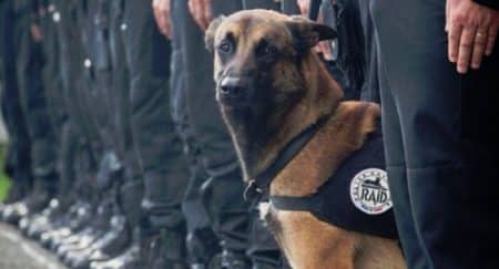 Une pétition pour que Diesel, le chien du Raid tué lors de l’assaut de Saint-Denis, reçoive la médaille d’honneur Diesel, chien, RAID, tué, terroristes, pétition, médaille d'honneur