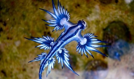 glaucus atlanticus, nudibranche, s'échoue en Australie
