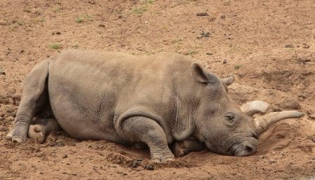 Nola, rhinoceros blanc du Nord, mort