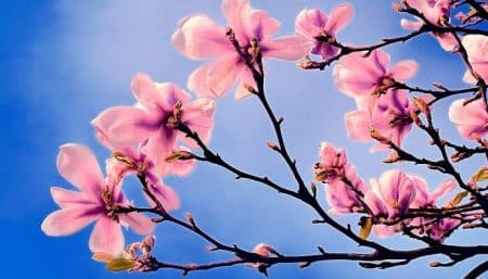 printemps, 2100