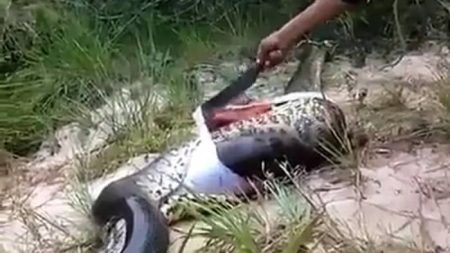 Un anaconda retrouvé mort avec un autre anaconda dans le ventre anaconda mort, anaconda ventre