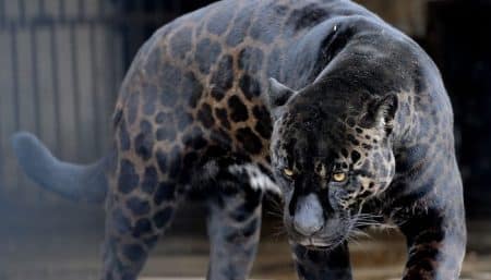 animaux hybrides