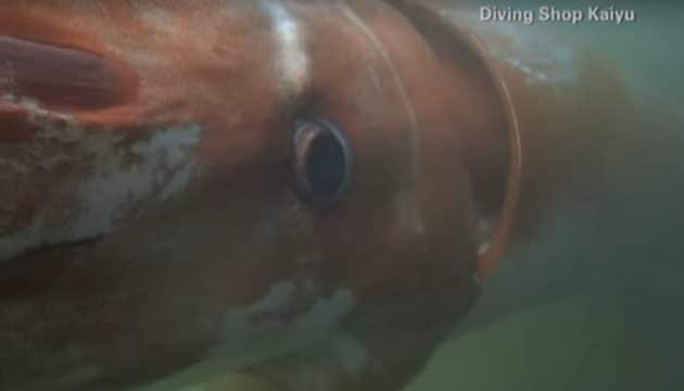 Vidéo: un calmar géant filmé par un plongeur au Japon calmar géant Japon