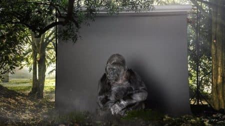 Koko la Gorille, message, Cop21