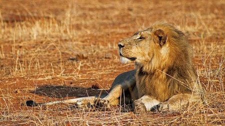 Le lion devient une espèce en danger d’extinction aux États-Unis lion en danger d'extinction Etats-Unis