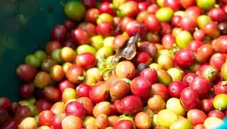production de café, pénurie mondiale