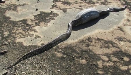 Un python meurt en tentant de manger un porc-épic python mort en mangeant un porc-épic