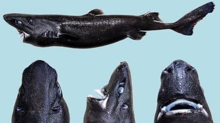 requin lanterne ninja