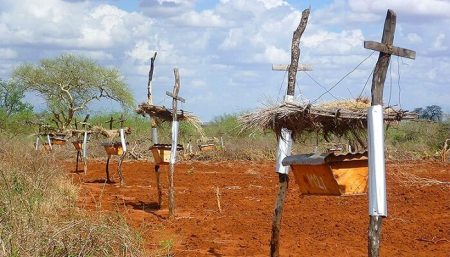ruches d'abeilles, clôtures, éléphants, Kenya