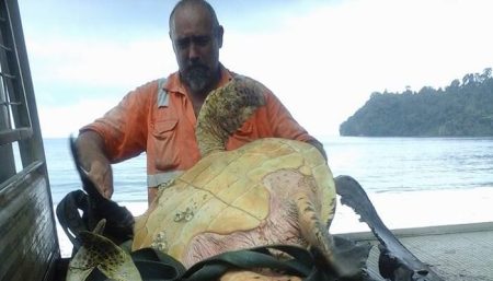 Un homme achète deux tortues sur un marché et les relâche tortues marines, sauvées d'un marché en Papouasie Nouvelle-Guinée, Arron Culling