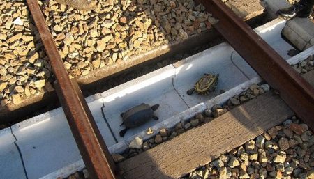Au Japon, les tortues traversent les voies grâce à des tranchées tunnel, tortues, rails, Japon