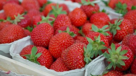 Faire pousser des fraises dans des containers en pleine ville, l’idée folle d’Agricool barquette-fraises-agricool