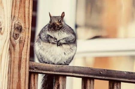 ecureuil-obese1