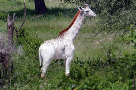 girafe-omo-blanche