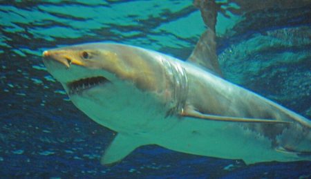 Un grand requin blanc meurt après 3 jours en captivité grand requin blanc, mort, aquarium, Japon