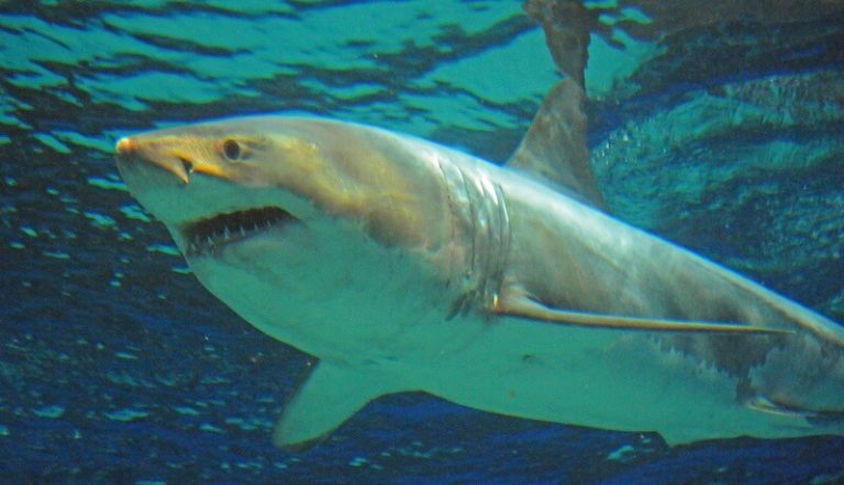 Un grand requin blanc meurt après 3 jours en captivité