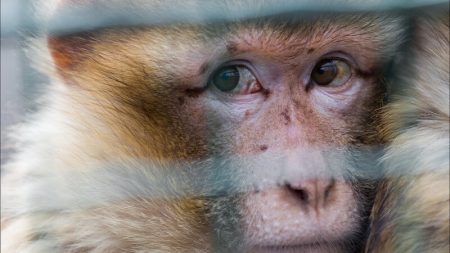 Greffe de tête de singe, Sergio Canavero