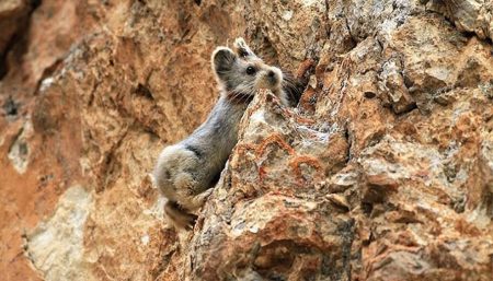ili-pika-animal-rare1