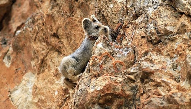 L&rsquo;ili Pika, l&rsquo;animal rare et mignon qui ressemble à un lapin