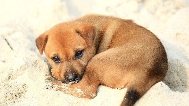 Faire cadeau d’un animal de compagnie: un engagement à long terme
