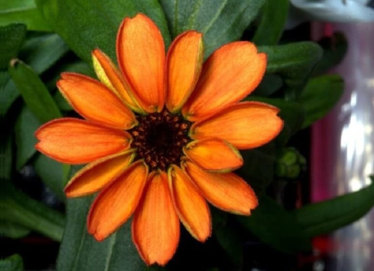 Un Zinnia, la première fleur à éclore dans l&rsquo;espace