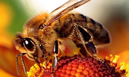 projet de loi, biodiversité