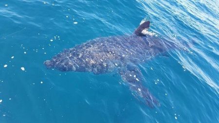 requin blanc, Australie, 7 mètres