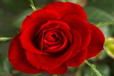 Une rose capable de générer de l’électricité rose-electricite