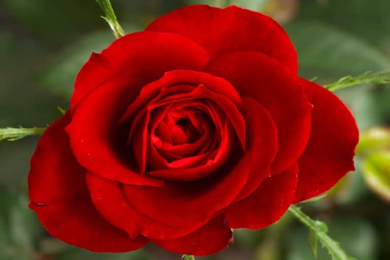 Une rose capable de générer de l&rsquo;électricité