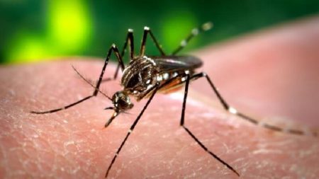 Virus Zika, Europe