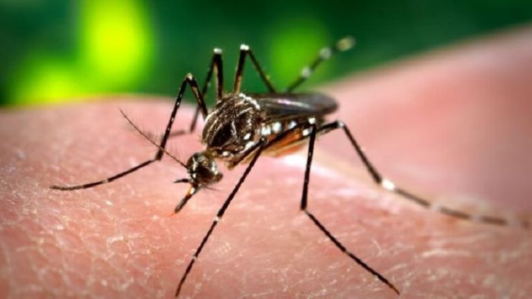 Virus Zika: la nouvelle menace sanitaire mondiale détectée en Europe