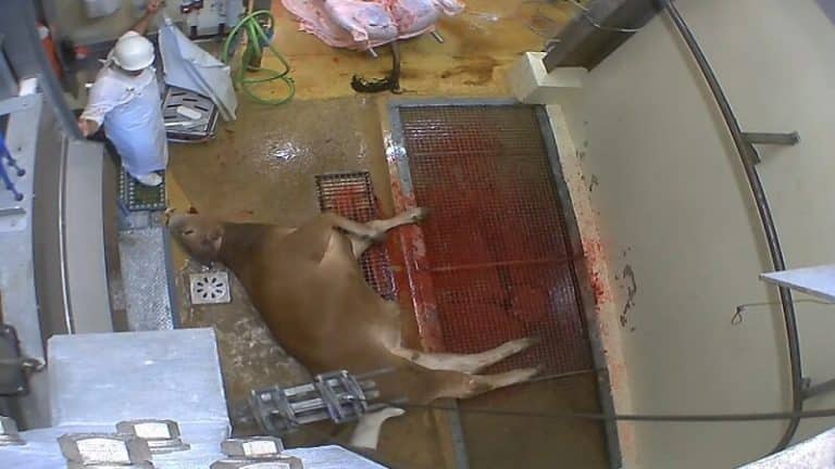Vidéo choc dans l&rsquo;abattoir du Vigan, pourtant certifié bio