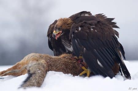 Aigle royal, Vitesse