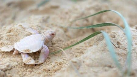 Alby, Tortue Albinos, Australie