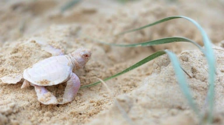 Un bébé tortue albinos est né sur une plage australienne
