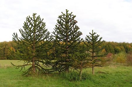 Araucaria du Chili, Arbre ancien