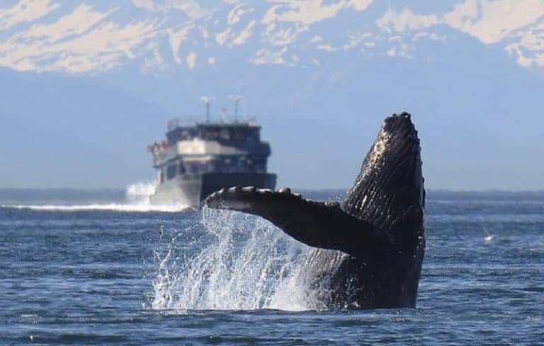 Les animaux marins stressent quand ils entendent un bateau