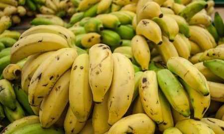 Banane Cavendish, maladie de panama