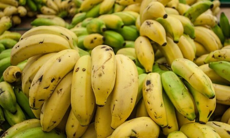 La banane menacée de disparition par un champignon dévastateur