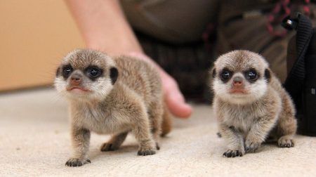 Deux bébés suricates explorent le monde extérieur pour la première fois Bébés suricates, zoo de Taronga, Sydney