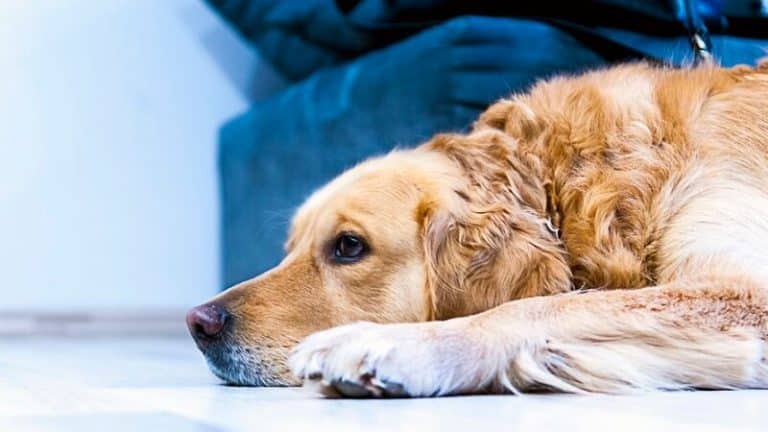 Ce sont les chiens qui aiment le plus les humains, c&rsquo;est prouvé !