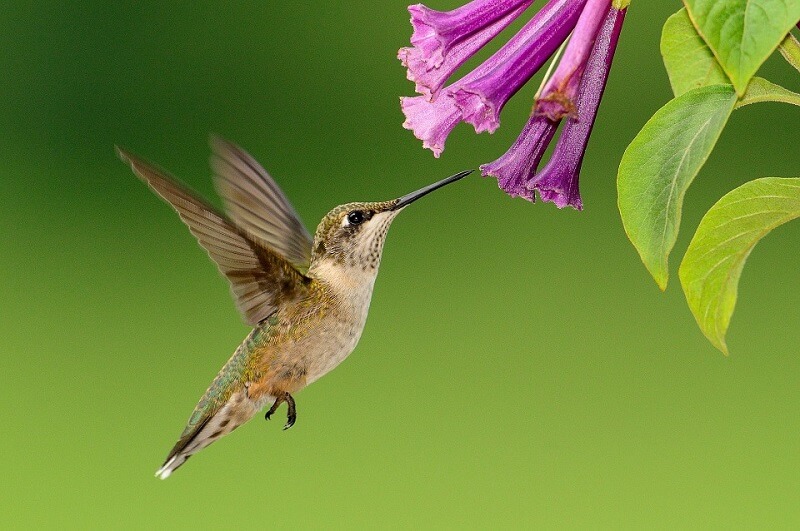 Colibri, Battements d'ailes